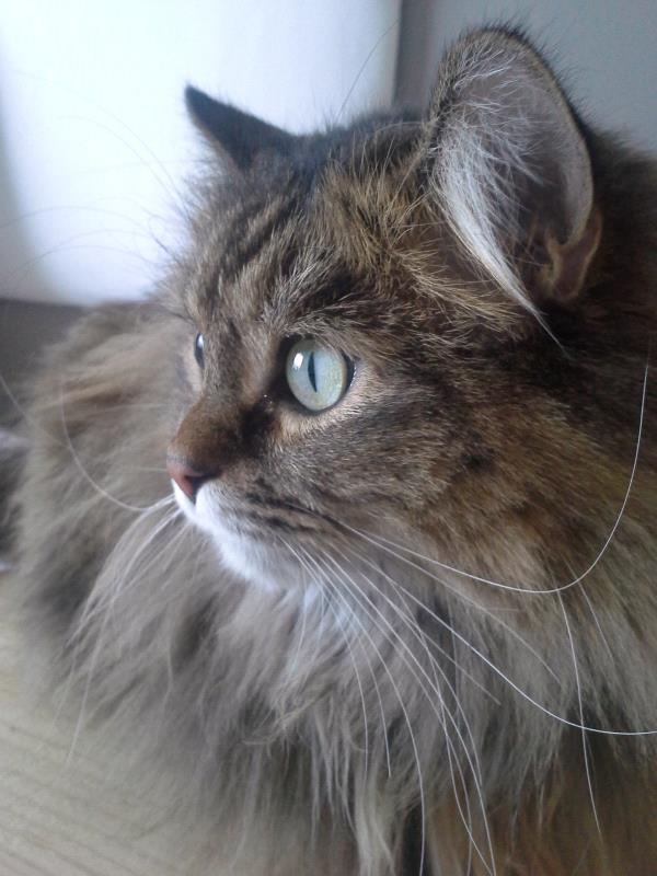 /Images/uploads/Humane Society of Utah/HSUCalendar/entries/1165thumb.jpg